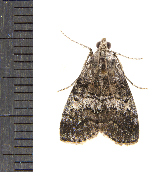 Pococera8845