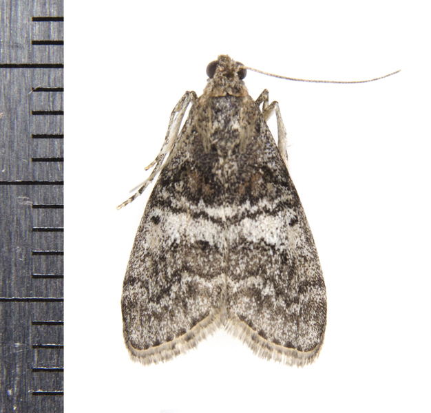 Pococera9363