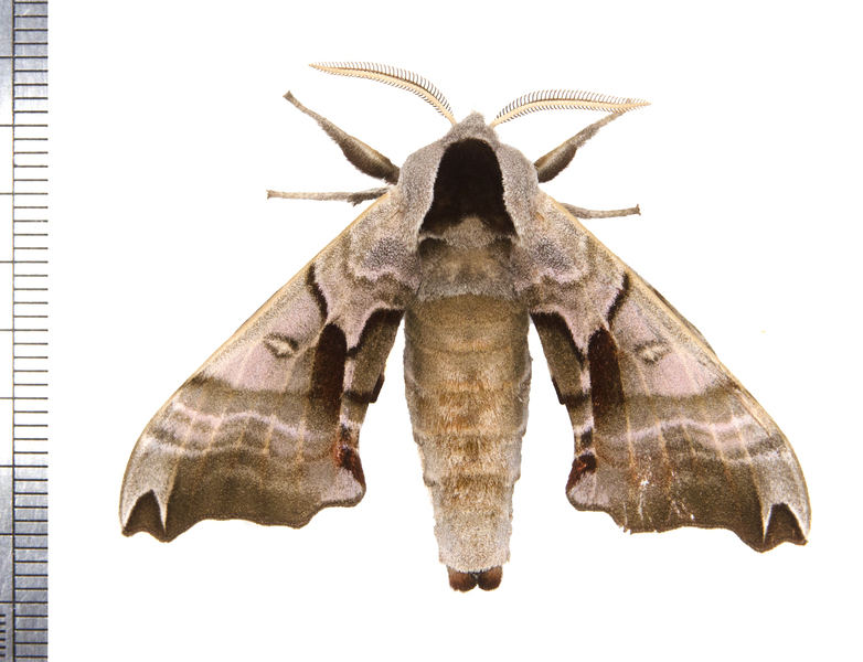 Smerinthis5923