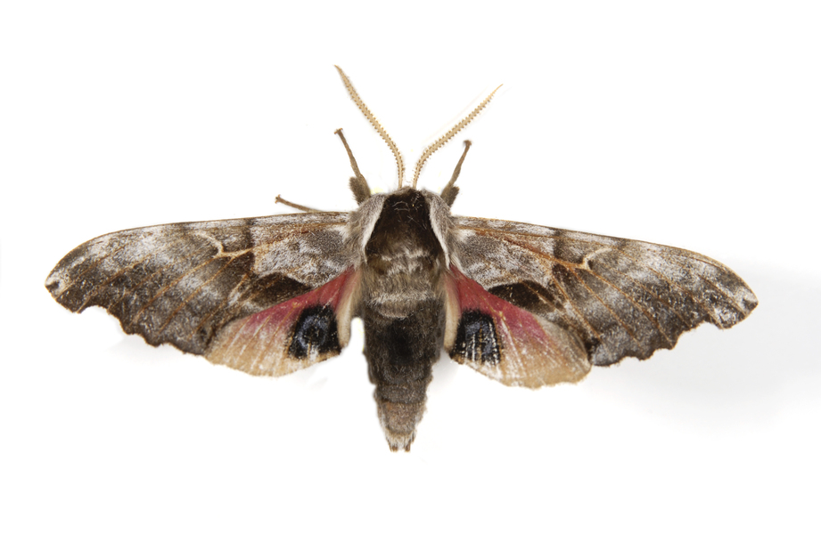 Smerinthus0045