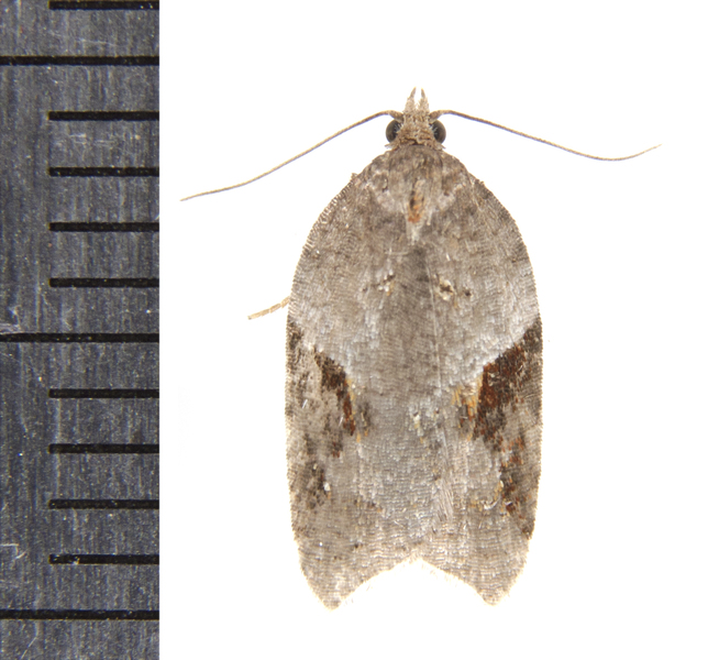 Acleris1337