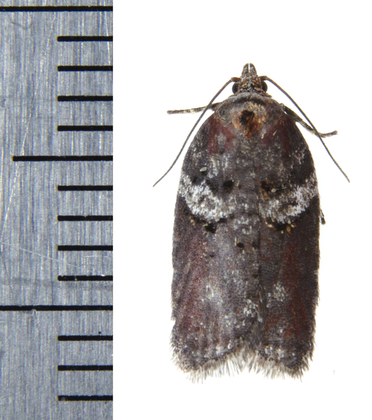Acleris1517
