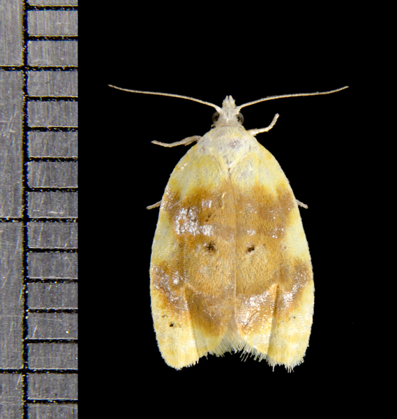 Acleris5009