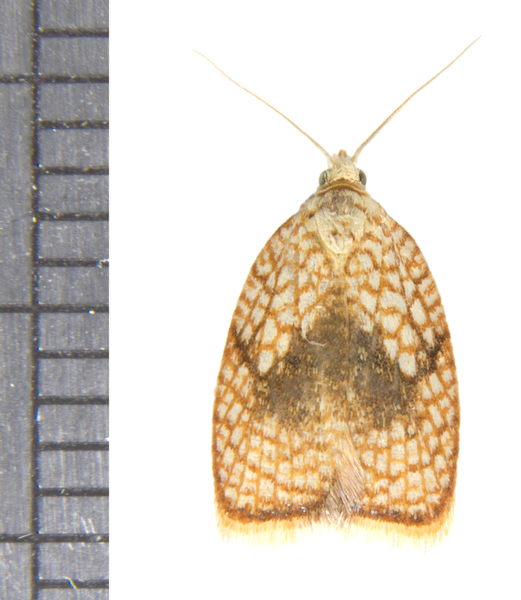 Acleris5257
