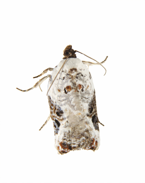 Acleris9834