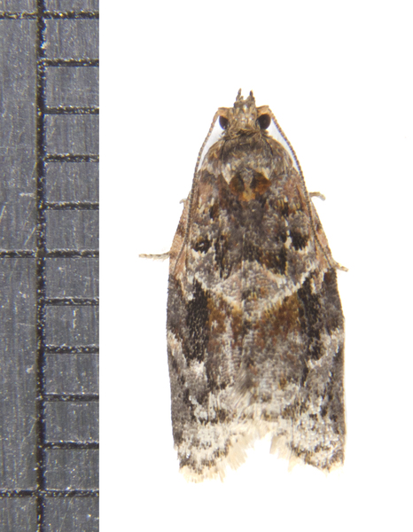 Argyrotaenia2762