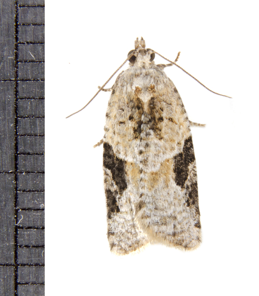 Argyrotaenia3076