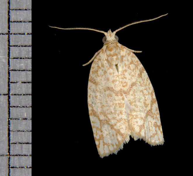 Argyrotaenia4855