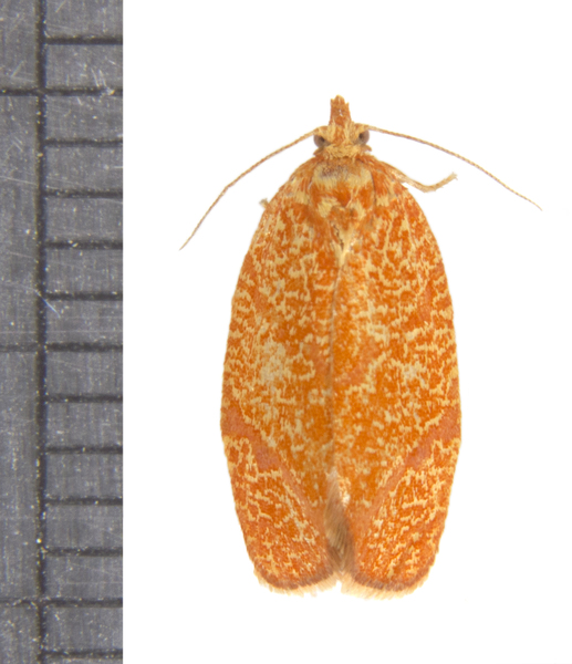 Argyrotaenia4875