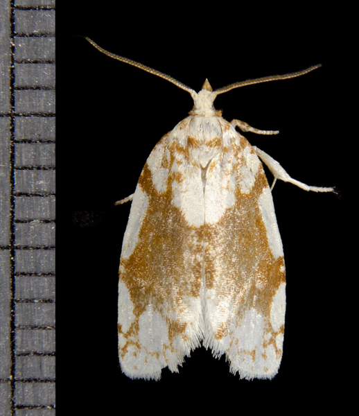 Argyrotaenia4977