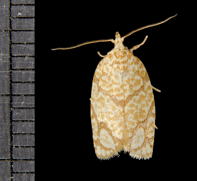 Argyrotaenia5008