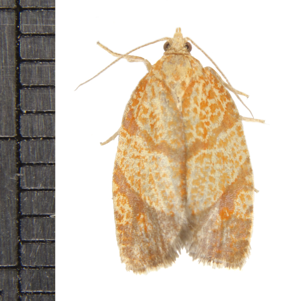 Argyrotaenia5024