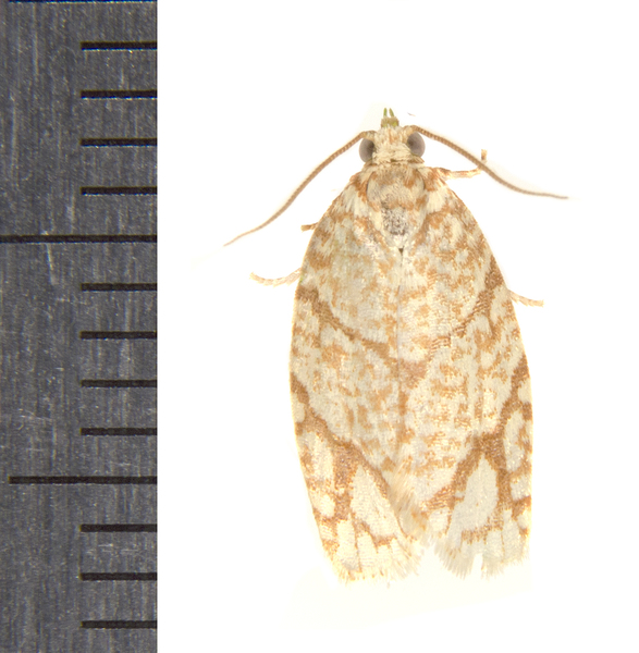 Argyrotaenia8782