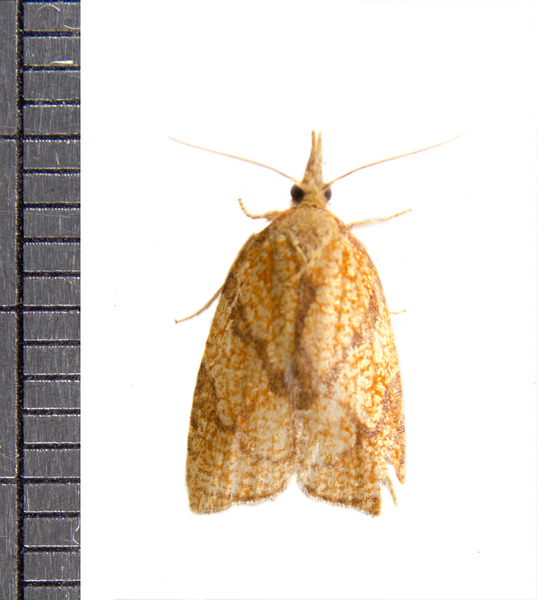 Cenopis4140