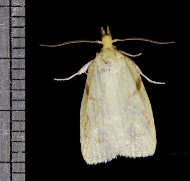 Cenopis4973