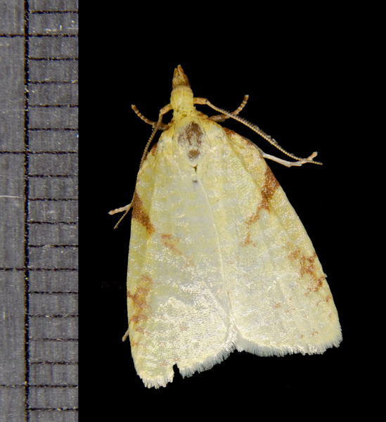 Cenopis4981