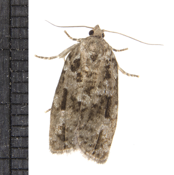 Choristoneura4928