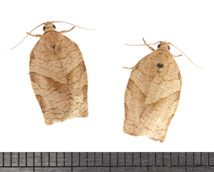 Choristoneura5016