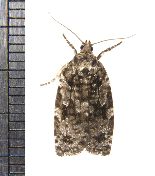 Choristoneura5131