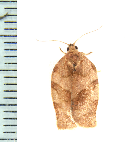 Choristoneura7861