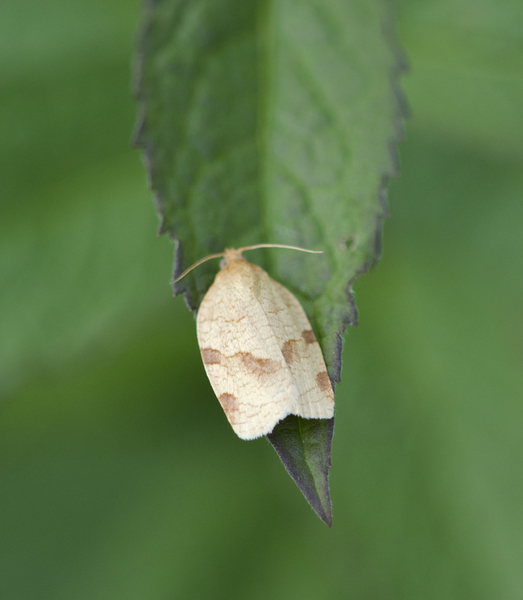 Choristoneura9003