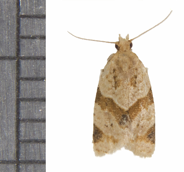 Clepsis7038