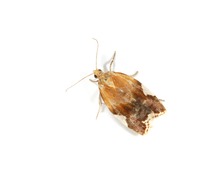 Clepsis_persicana4236