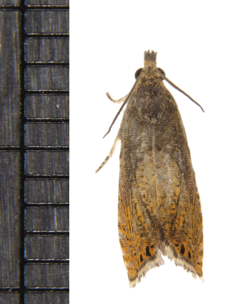 Dichrorampha3420