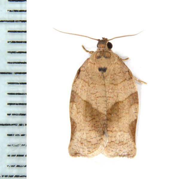 choristoneura7919