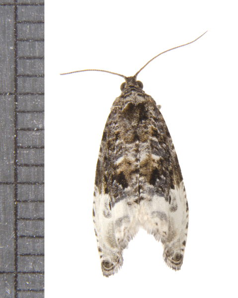 Hedya3527