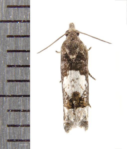 Phaneta0055