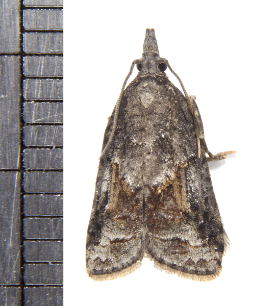 Platynota4123