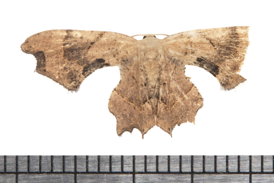 Calledapteryx5820
