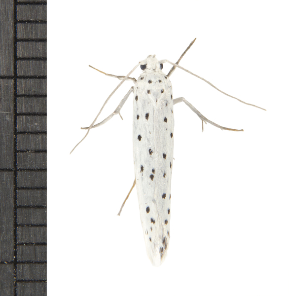 Yponomeuta6697