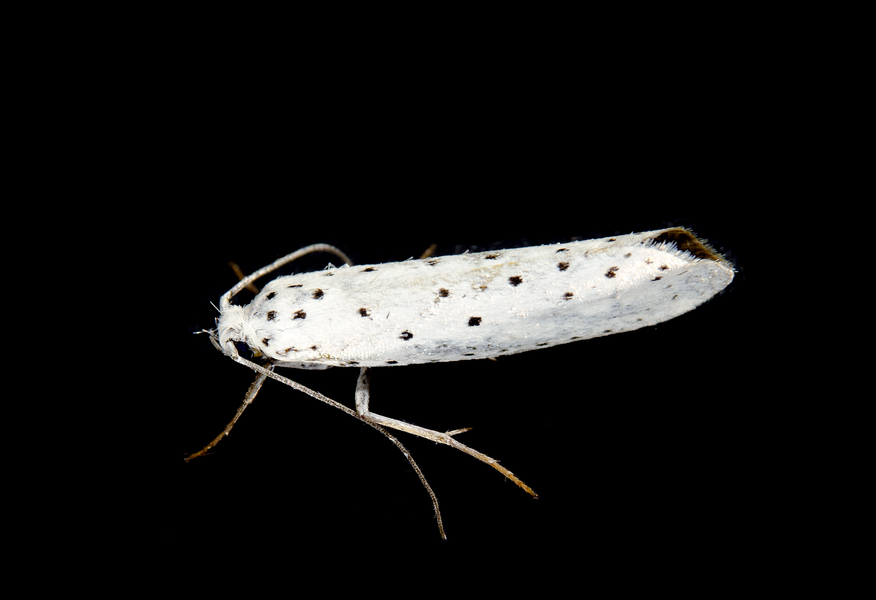 Yponomeuta7340