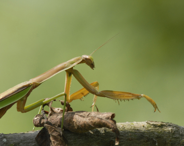preying_mantis5191