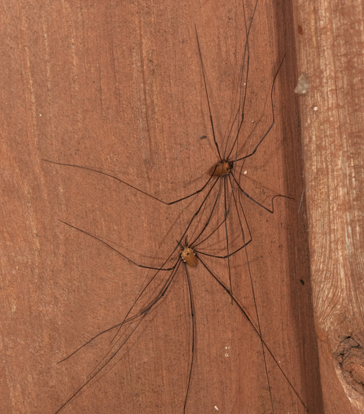 opilionid2637