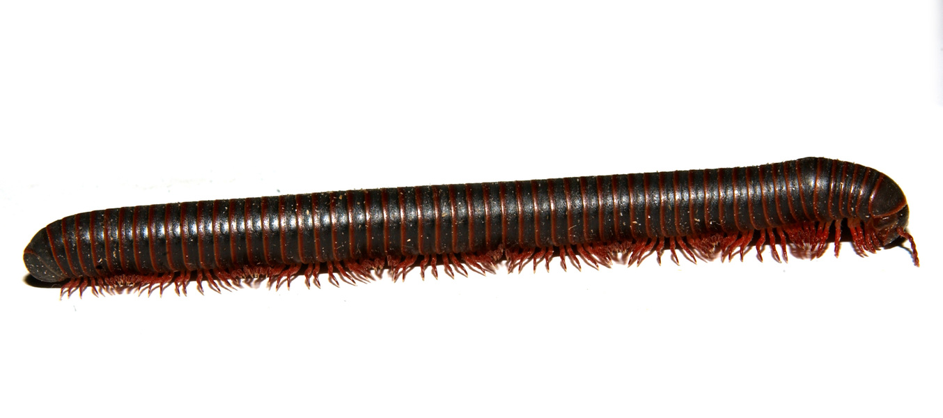 millipede2