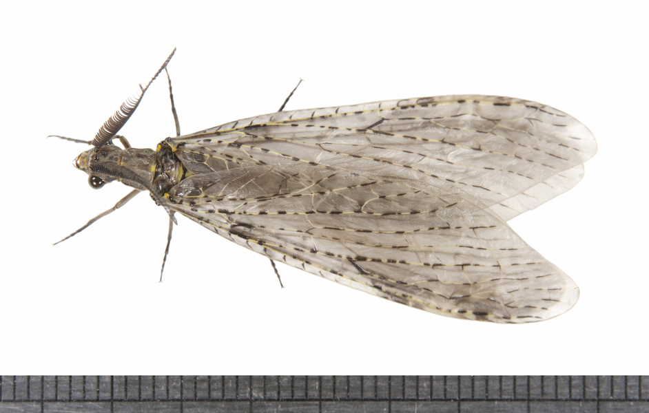 Chauliodes1042