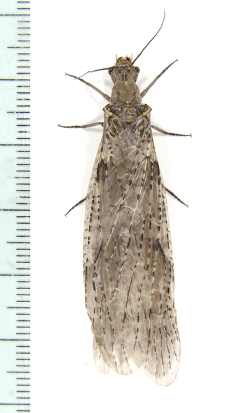Chauliodes7874