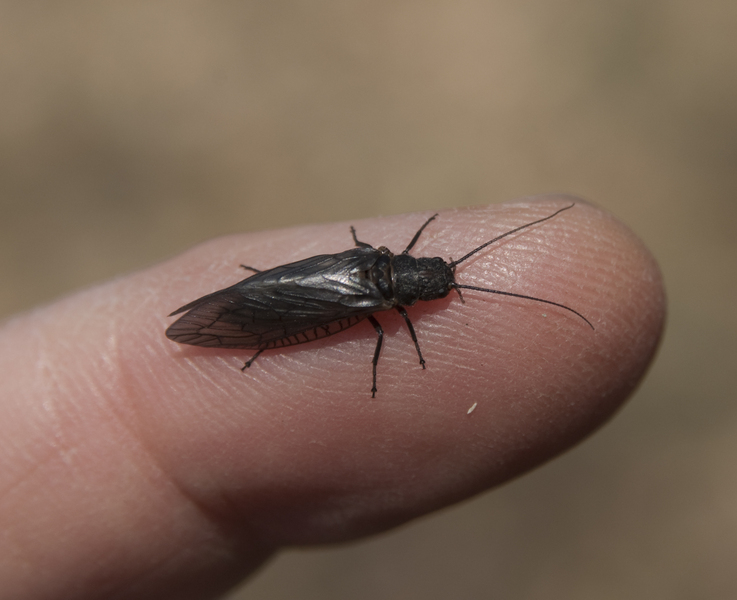 sialidae7164