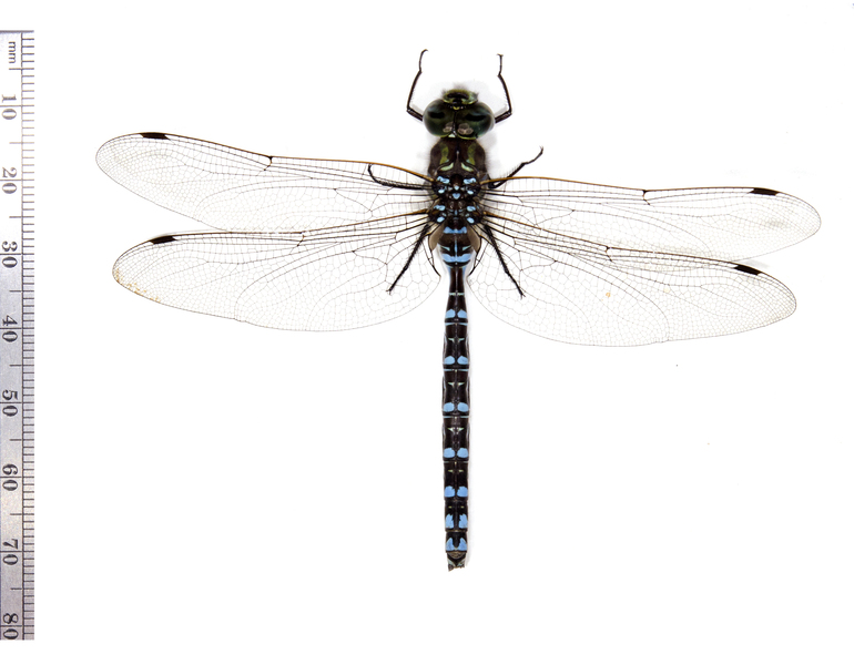 Aeshna3602