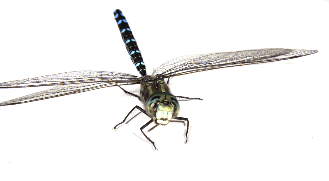Aeshna3606