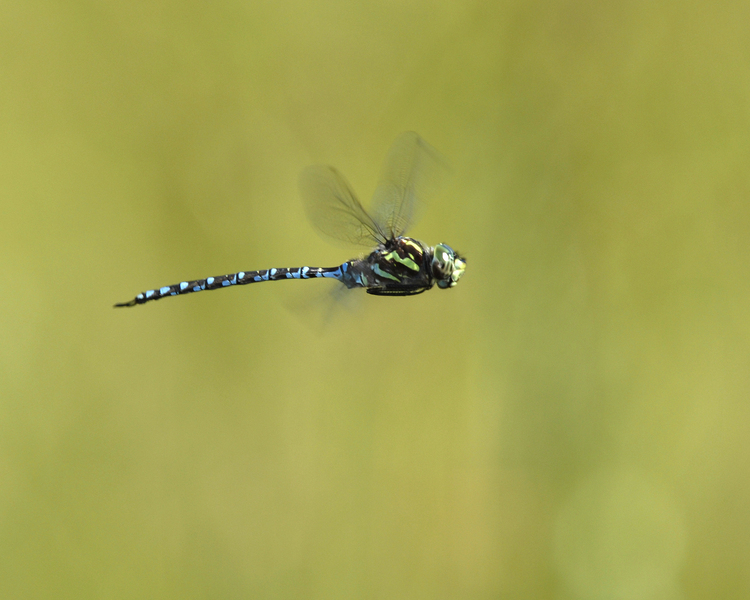 Aeshna_canadensis0045