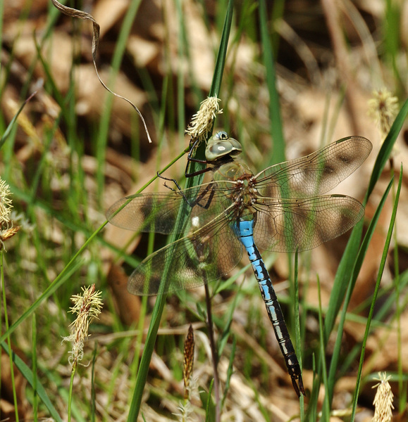 Anax_junius6842