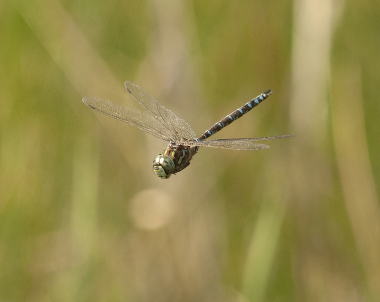 aeshna3364
