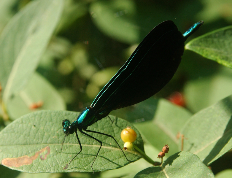 Calopteryx5442