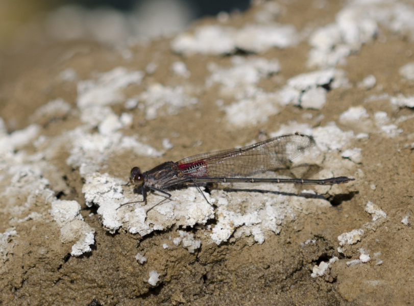 Hetaerina0789