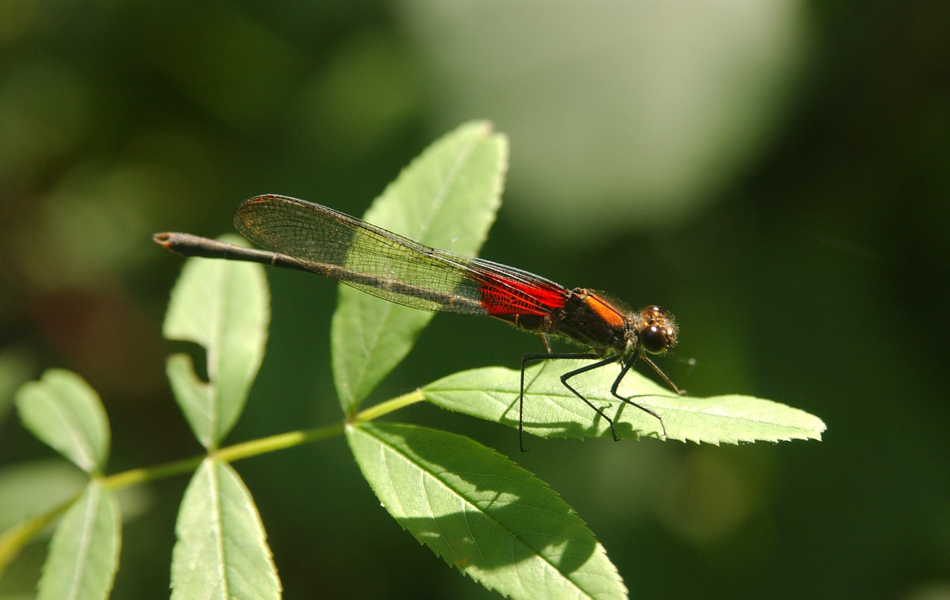 Hetaerina_americana5452