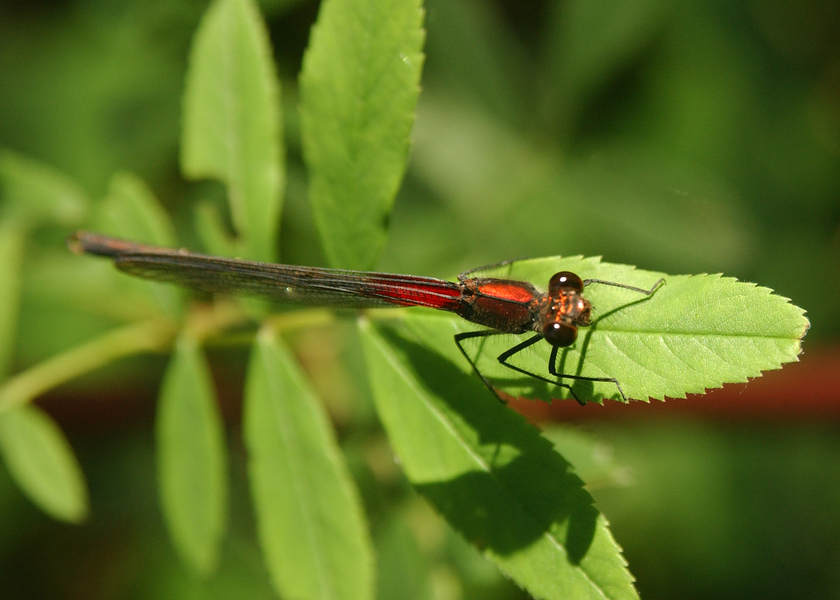 Hetaerina_americana5454
